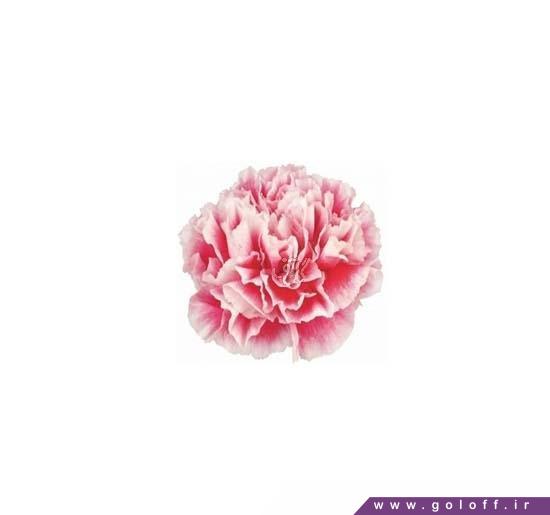 ارسال گل اینترنتی - گل میخک هوگو - Carnation | گل آف